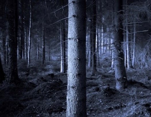 Picture of dark forest with bare trees